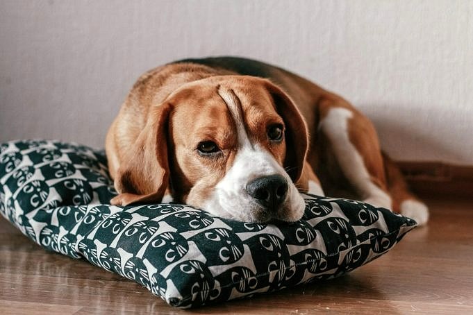 Kann Ein Beagle In Einer Wohnung Leben?