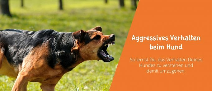 Wie Man Einen Aggressiven Hund Trainiert: Ansätze Und Verhaltensweisen