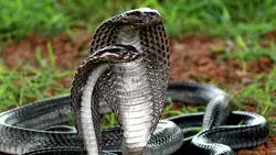 Wissenschaftler Haben Entdeckt Dass King Cobra Flesh MRSA Bekmpfen Kann
